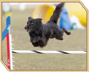 Jump Dog™ Agility Jumping Mat