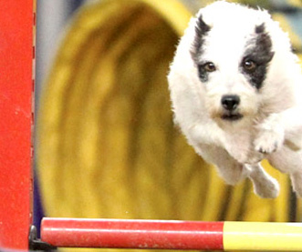 [AU-098] MaxPup 2 Agility Foundations: Handling Skills, Proofing Games, And Foundation For Jumping Skills!