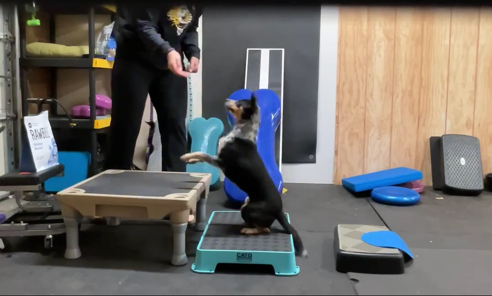 [AU-080] Canine Fitness Programs