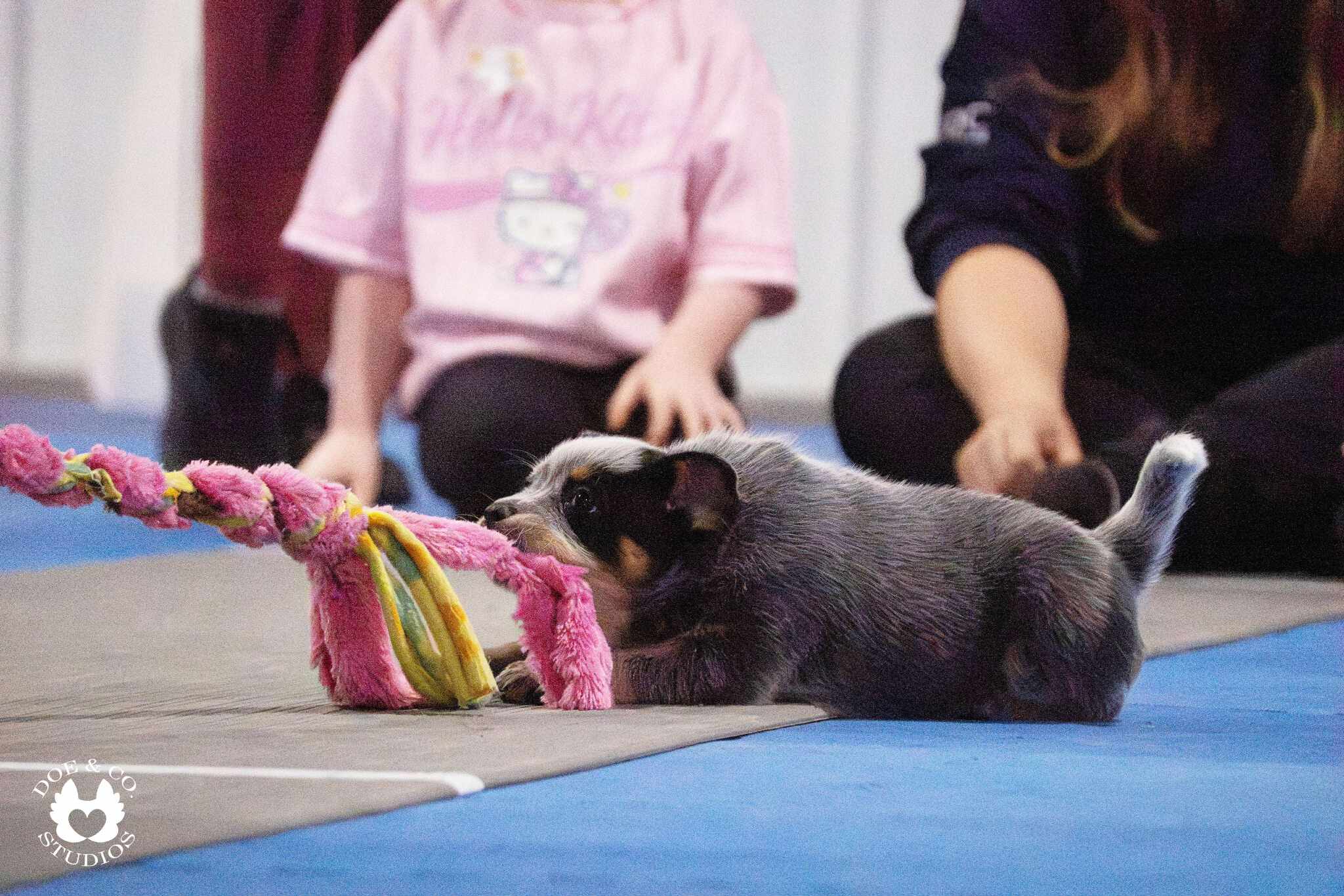 [AU-086] Raising Rockstars: Sparking Performance in Puppies