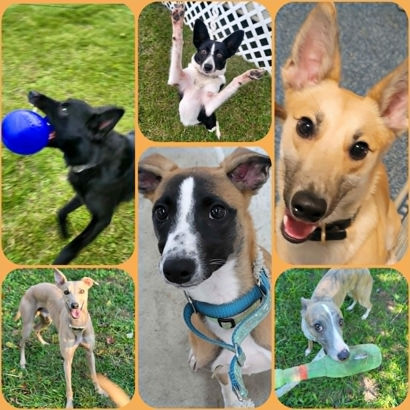 [AU-088] MaxPup 1 Performance Foundations: FAST TRACK Edition For Older Pups and Young Adults!