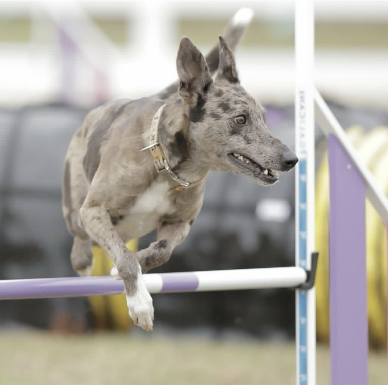 [AU-090] MaxPup 3 Agility Foundations: Putting It Together!