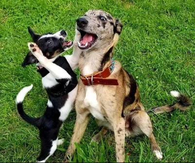 [AU-093] MaxPup 2 Agility Foundations: Handling Skills, Proofing Games, And Foundation For Jumping Skills!