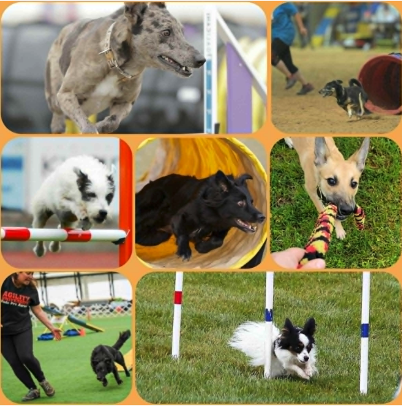 [AU-094] Learn Your Dog CAMP 2026: Course Analysis For Maximum Performance! Current Course Trends Edition