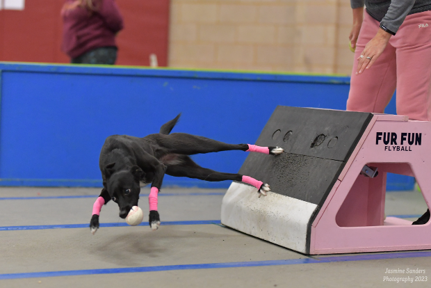 [AU-097] Flyball: Mastering the Pattern (June – Dec 2026)