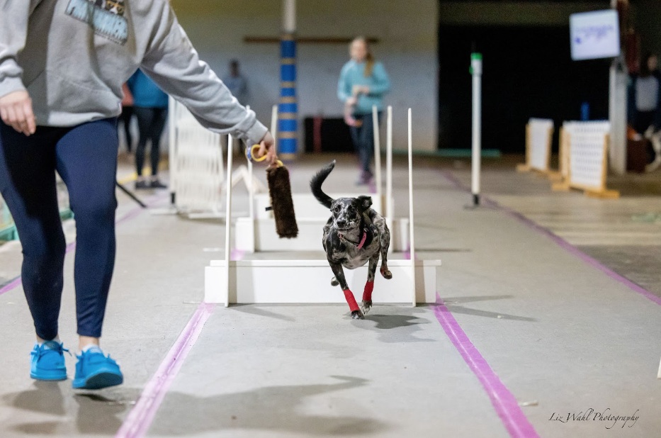 [AU-096] Flyball: Learning the Foundations (Summer 2026)
